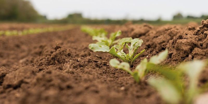 Fig. 1: El contenido de humus del suelo influye en el rendimiento de una superficie agrícola. (Imagen ilustrativa)(Imagen: © Lukas - stock.adobe.com)