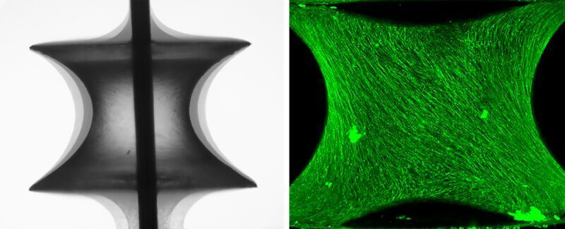 links: Zusammensetzung von Phasenkontrastbildern eines auf einer Kapillarbrücke gewachsenen Gewebes, aufgenommen zu drei verschiedenen Zeitpunkten in Gewebekultur; 
rechts: Das Skelett der Zellen wurde mit einem grün fluoreszierenden Marker gefärbt, um sie mit der Lichtblattmikroskopie in 3D sichtbar zu machen. Das 3D-Bild zeigt, dass sich die Zellen in einer bestimmten Richtung um die Kapillarbrücke drehen. (Max-Planck-Institut für Kolloid- und Grenzflächenforschung/Sebastian Ehrig)