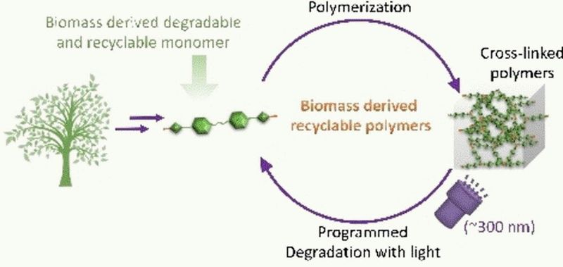 Photoabbaubare, rezyklierbare und erneuerbare quervernetzte Polymere aus Bio-Ressourcen sind ein vielversprechender Ansatz für nachhaltigere Kunststoffe. Der lichtgetriebene Abbau ist umweltverträglich und bietet den Vorteil einer räumlichen und zeitlichen Kontrolle.