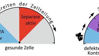 Li.: In gesunden Zellen wird Separase erst aktiv, wenn NEK2A abgebaut ist. Re.: Ist der Spindel-Kontrollpunkt defekt, überlappen sich die Aktivitäten von NEK2A und Separase zeitlich (viol. Bereich). (Bild: Olaf Stemmann)