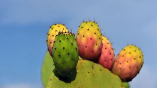 Aus den Samen von manchen Kakteen lässt sich wertvolles Kaktussamenöl gewinnen (Symbolbild). (Bild: gemeinfrei, ulleo)