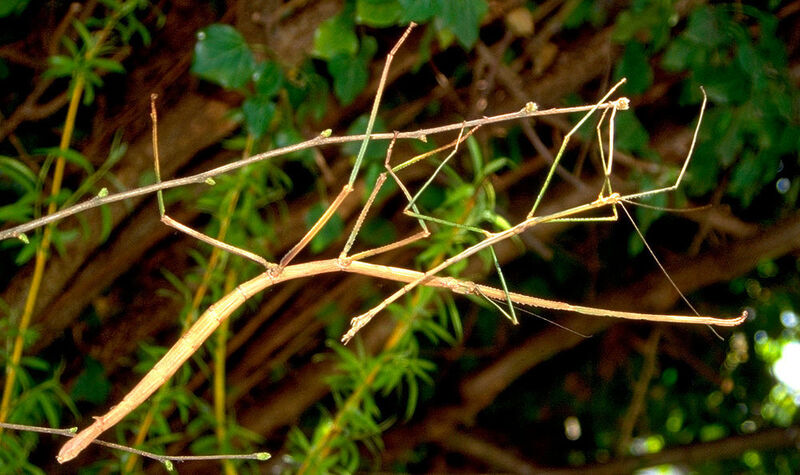 Pärchen der malaysischen Stabschrecke Phobaeticus serratipes. Das größere Weibchen (links) kann eine Körperlänge von über 30 cm erreichen. Der extrem gestreckte Körper von Stabschrecken lässt kaum Raum für symbiontische Darmbakterien, von denen sich diese Insekten weitgehend unabhängig gemacht haben. (Christoph Seiler)