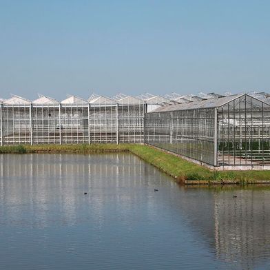 Heavy metals, microplastics, and antibiotic resistance genes increasingly co-occur in greenhouse soils, creating a combined contamination risk that challenges sustainable food production in high-intensity facility agriculture. (Source: free licensed)