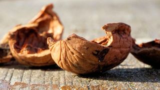 Eine der größten Herausforderungen bei der Entwicklung neuer biobasierter Produkte besteht darin, sowohl nachhaltige als auch wettbewerbsfähige Biomasse zu finden. Eine Lösung könnten Reststoffe und Abfallprodukte aus der Forst- und Landwirtschaft sein, zum Beispiel Rinde, Stroh oder Nussschalen. (gemeinfrei)