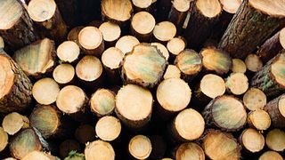 UPM will Laubholz für die Produktion von nachhaltigen Biochemikalien nutzen. (UPM)