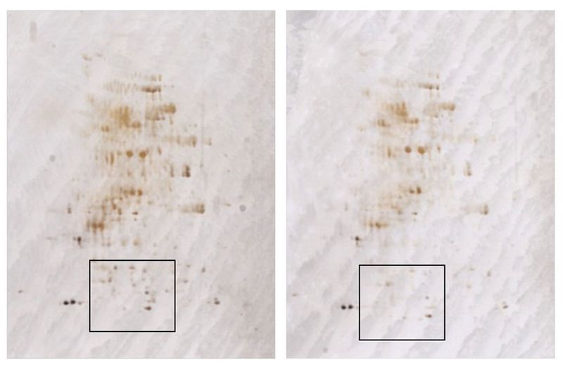 Figure 4: Silver staining of the gels: left, Sartorius Arium pro VF water; right, “flask water.” The marked area shows the regions whose densitograms were compared (see Fig. 5). (Serva Electrophoresis)