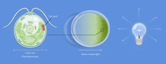 Die Alge Chlamydomonas nimmt Licht über ihren Augenfleck wahr. Wenn das Licht stark genug ist, schwimmt es auf die Quelle zu. (Bild:  © Das Nobelkomitee für Physiologie oder Medizin. Ill. Mattias Karlén)