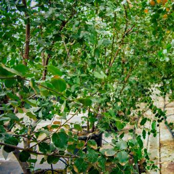 Chilean Soapbark Tree — a source of QS-21 a valuable ingredient in vaccines(Source:  John Innes Centre)