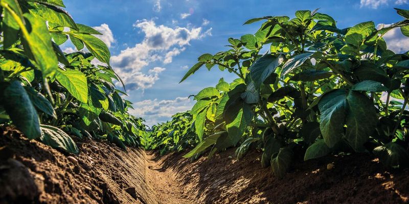 Der Quarantäneerreger von Kartoffelkrebs, Synchytrium endobioticum, kann über Jahrzehnte hinweg infektionsfähig im Boden überdauern.(Bild: ©  FotoIdee - stock.adobe.com)