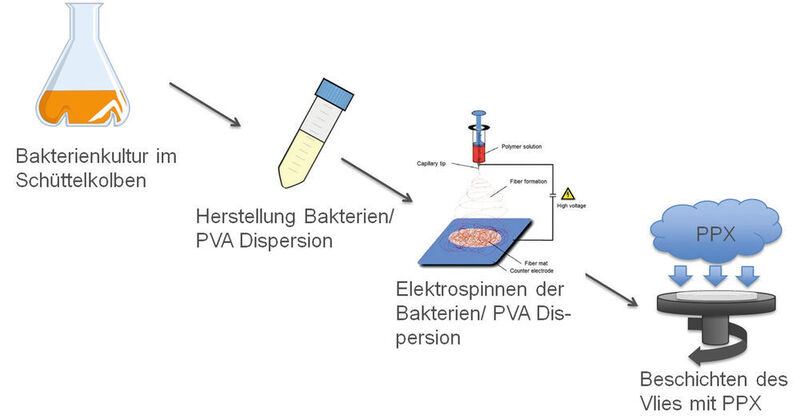 Abb. 1: Schema der Herstellung von Polymer/Bakterien-Kompositen (Bild: Uni Bayreuth)