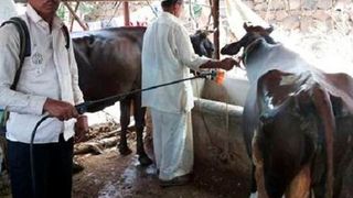 Method of application on external parasite-infected animal.  (Press Information Bureau, Govt. of India )