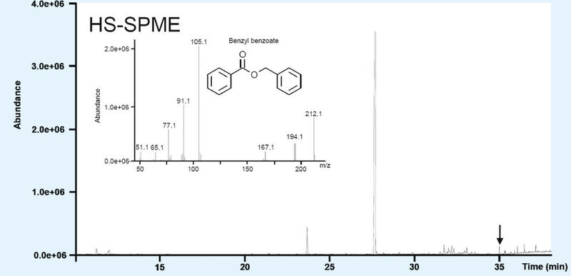 Abb. 2a: Chromatogramm der Analyse einer von einer parfümierten Puppe entnommenen Probe erhalten durch HS-SPME. Die Pfeile in den Chromatogrammen weisen auf das Vorhandensein von Benzylbenzoat (die Molekülstruktur und das Massenspektrum  werden im Einschub dargestellt) hin. (Bild: BfR)