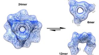 Speicherform (24mer) und aktive Formen des aB-Crystallins, die vor grauem Star schützen. (Bild: TUM)