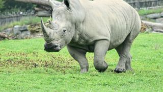 Tiefgefrorene Spermien sollen bei der Rettung bedrohter Arten helfen, wie zum Beispiel einiger Nashornsarten. (Leibniz-IZW)