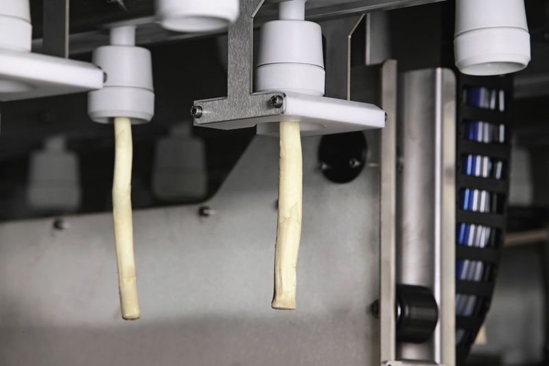 Halten: … führen ihn in die speziell entwickelten Aufnahmetulpen ein. Der Spargel wird am Kopf mit Hilfe eines luftgefüllten Silikonbalges gehalten. (Bild: Wachendorff)