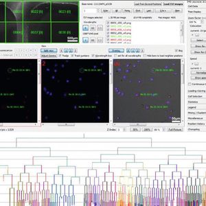 Abb.1: Beobachtung einzelner Zellen bei der Zeitraffer-Mikroskopie: mit unserer Software lassen sich einzelne Zellen über tage und mehrere Teilungen hinweg in Mikroskopie-Zeitrafferfilmen verfolgen. So entstehen Genealogien, die erlauben, Eigenschaften von Zellen mit dem Verwandtschaftsgrad zu verknüpfen.