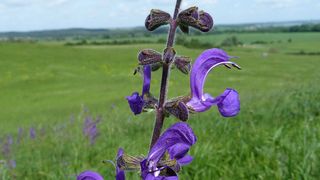 Wiesen-Salbei (Salvia pratense) in einem Halbtrockenrasen im Untersuchungsgebiet in Brandenburg. Halbtrockenrasen sind nährstoffarme Lebensräume, die sich durch eine Vielzahl von Pflanzen- und Tierarten auszeichnen. (WWU/Valentin Klaus)