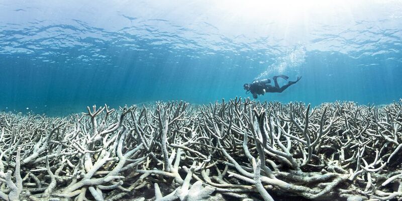Steigende Wassertemperaturen führt zum Ausbleichen (Bleaching) der Korallen. (THE OCEAN AGENCY)