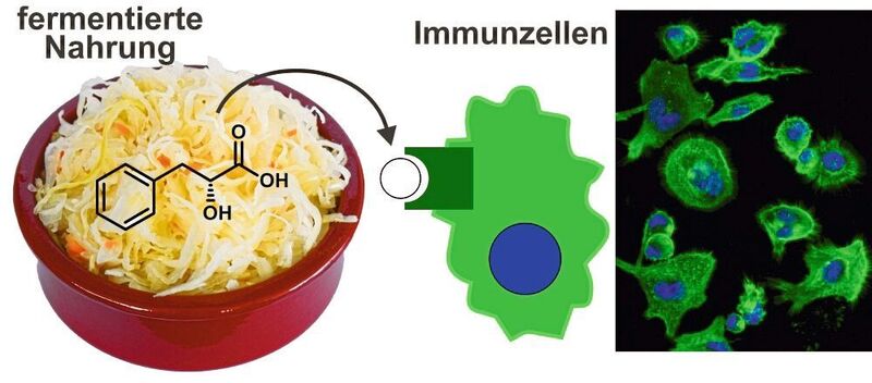 Bakterien in fermentierten Lebensmitteln interagieren mit unserem Immunsystem (Claudia Stäubert)