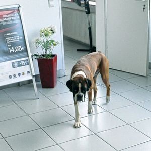 (Wehner / »kfz-betrieb«)