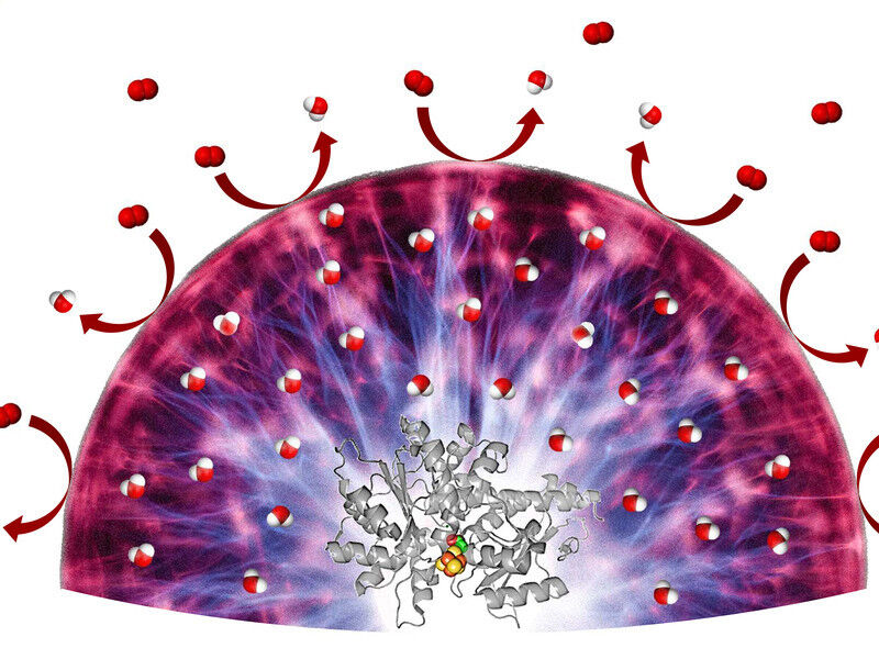 Abgeschirmter Reaktionshelfer: Ein neuartiges Hydrogel schützt Katalysatoren wie diese Hydrogenase, die in Brennstoffzellen zum Einsatz kommen könnte, vor Sauerstoffmolekülen (rot), die den Katalysator irreversibel schädigen könnten. Das Hydrogel wandelt den Sauerstoff in unschädliches Wasser um (rot-weiß). (Bild: Felipe Conzuelo)