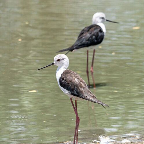 Cooler temperatures and certain migratory bird species, such as the black-winged stilts shown here, could increase transmission of avian flu within winter habitats. Cooler temperatures and certain migratory bird species, such as the black-winged stilts shown here, could increase transmission of avian flu within winter habitats.