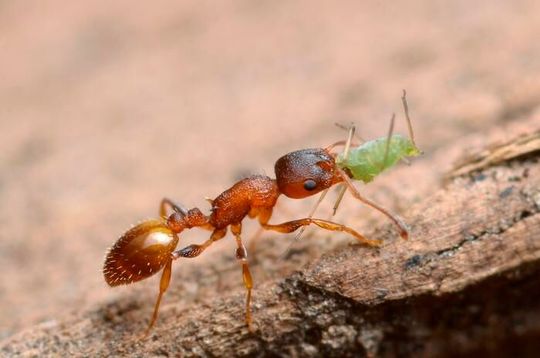 The arboreal ant Temnothorax affinis. Some ant species in this genus swarm in synchronized waves that start with a “first mover” ant.(Source:  Gilles San Martin)