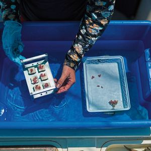 Coral Maker beschleunigt das Korallenwachstum, indem Korallenfragmente mit ihren vorgefertigten Skeletten in Riffe eingepflanzt werden. (Bild:  Tim Campbell Photo 2022)