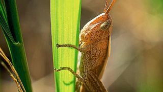 Grashüpfer als Vehikel für genverändernde Viren? In der Landwirtschaft sollen so Pflanzen widerstandsfähiger werden. Doch Forscher warnen vor möglichem Missbrauch als Biowaffe. (Pixabay/andpre, gemeinfrei)