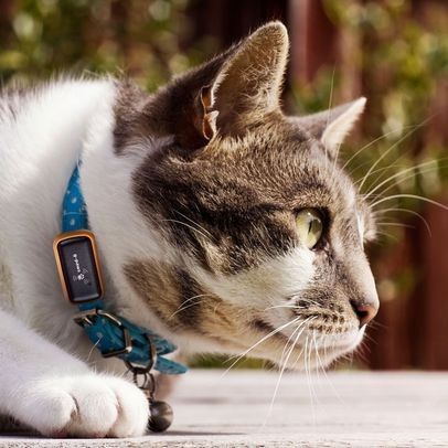 Und was macht die Katze im Frühling? Der „GPS Tracker für Haustiere“ kostet bei www.radbag.de 64,95 Euro. Der Akku hält bis zu 8 Stunden und das Gerät ist natürlich Halsbandtauglich. (Bild: www.redbag.de)