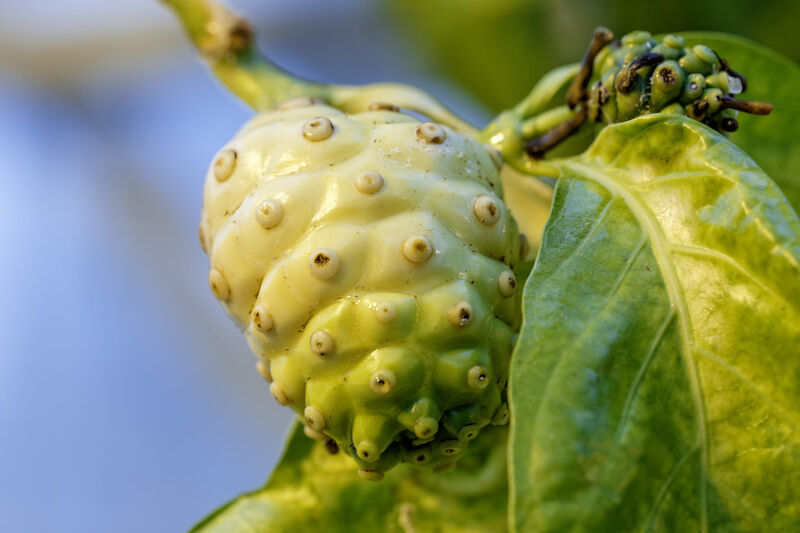 Die Frucht des Noni-Baums (Morinda citrifolia) enthält giftige Säuren und wird dennoch von Fruchtfliegen der Art Drosophila sechellia als ausschließliche Nahrungsquelle genutzt und als Substrat für die Eiablage aufgesucht. (Bild: Anna Schroll)