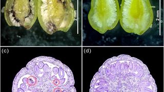 Die Abbildung zeigt kontrastierende Phänotypen, auf denen die Studie basiert. Abbildung A und C zeigen den Längs- und Querschnitt eines Blütenstempels mit dunklen Drüsenzellen. (P. Rizzo / IPK)