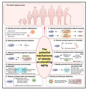 Underlying specific mechanisms linking obesity to accelerated aging.(Source:  Genes & Diseases)