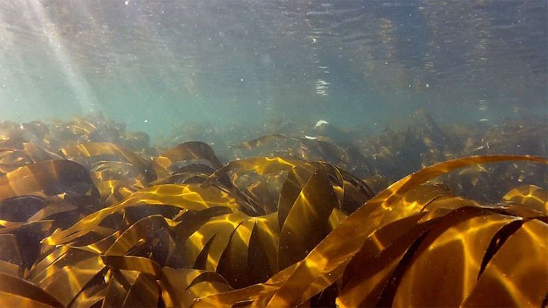 Fingertang (Laminaria digitata) im Kelpwald vor Helgoland (Bild: Alfred-Wegener-Institut/Uwe Nettelmann)
