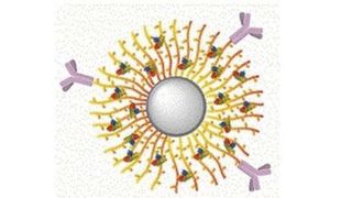 Ein „Bürstenbällchen“ mit Polymerfäden soll Wirkstoffe in Krebszellen schleusen. (Wiley-VCH)