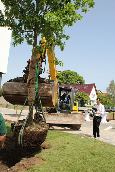 Vorsichtig wird der Baum mit dem Bagger angehoben und Richtung Loch bugsiert. (Bild: Itasse)