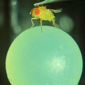 Im Verhaltensexperiment läuft eine Fruchtfliege auf einem luftgepolsterten Ball. 