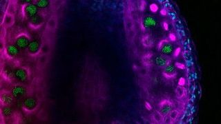 ​Staubbeutel-Hälften einer Arabidopsis-Blüte. In ihnen liegen die Zellen, welche die Meiose durchlaufen. Damit die verschiedenen Zellbausteine besser sichtbar sind, wurden sie fluoreszierend markiert. (UHH/Schnittger)