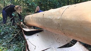 Neues Wissen zu gewinnen setzt zuweilen harte körperliche Arbeit voraus: Charlett Wenig beim Schälen der Rinde im Wald.  (Bild: Florian Weisz)