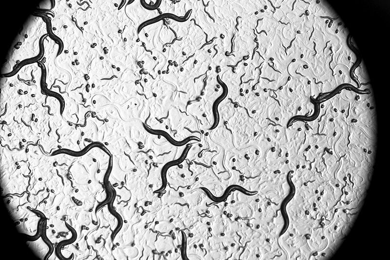 The roundworm Caenorhabditis elegans has a life span of two to three weeks. This makes them well suited for studying aging.