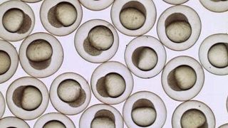 Hellfeldmikroskopische Aufnahme von Zebrabärblingembryonen. Das Bild entstand rund vier Stunden nach der Befruchtung. (Prof. Gilbert Weidinger)