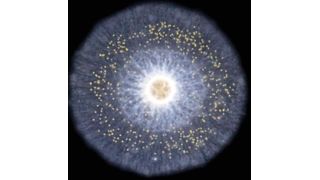 Aufnahme einer Rhizaria-Alge: Fossile Fettmoleküle stammen offenbar von diesen einzelligen Organismen und sind kein Hinweis auf die Entstehung von tierischen Organismen. ( Fabrice Not)