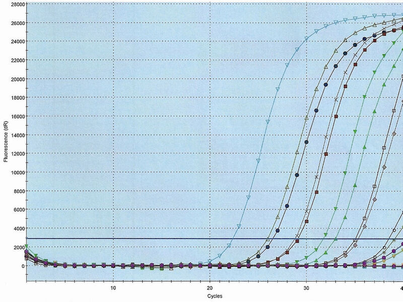 Abb3a: Realtime-PCR-Kurven verschiedener Probenverdünnungen in Doppelbestimmung inklusive interner Kontrolle, Negativ-Probenmaterial und NTC [6].  (Bild: Analytik Jena)