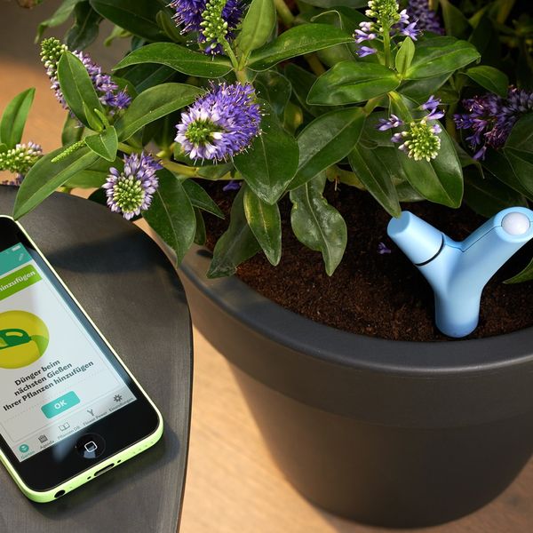 Mit dem „Parrot Flower Power“ bleiben Pflanzen grün. Für 49,95 Euro gibt es bei radbag.de die High-Tech-Lösung mit sensorbewehrter Hardware und einer App, die neben tausenden verschiedenen Pflanzen auch die entsprechenden Pflegerichtlinien umfasst. Hat man Flower Power einmal in die Erde gesteckt, messen Sensoren Wassergehalt, Düngeranteil, Temperatur und Lichtmenge und vergleichen die Werte mit einer riesigen Datenbank, nachdem man das Teil via Bluetooth mit dem Smartphone verbunden hat. Und schon erfährt man genau, was man wann alles machen muss, damit es den Pflänzchen in Zukunft richtig gut geht (und zwar bis zu 256 gleichzeitig). ( www.radbag.de)