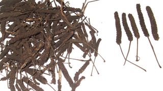 Abb. 1: Samen von Kap-Pfeffer (Bild: Victor Kuete, Institut für Pharmazie und Biochemie/JGU Mainz)