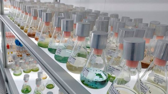 In der Studie testeten die Forschenden Kieselalgenschalen an zwei exemplarischen Schadstoffen.(Bild:  UDE/ Bank Beszteri)