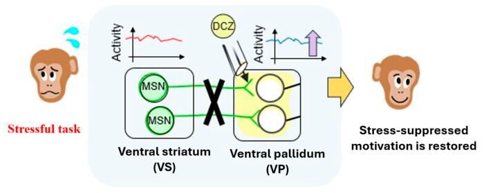 Researchers introduced artificial “switches” into specific brain cells in the ventral striatum. By giving a drug (DCZ) to a connected brain region, the ventral pallidum, they were able to block communication along this pathway, allowing them to test its role in motivation. (Source: Ashbi/ Kyoto University)