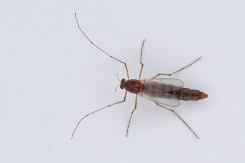 Zuckmücke (Chironomus riparius) (Bild: Universität Hohenheim / Steffen Lemke)