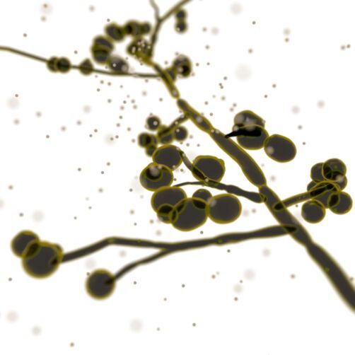 In people with a healthy immune system, surgical procedures that damage the mucosal barrier, among other things, can favor the spread of Candida albicans. In people with a healthy immune system, surgical procedures that damage the mucosal barrier, among other things, can favor the spread of Candida albicans.