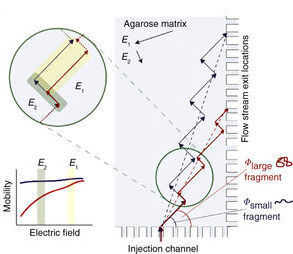 By applying electric fields in two directions, larger and smaller fragments move in a different way and exit at different micro channels.  (University of Twente)